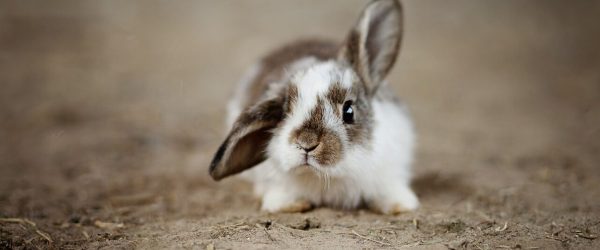 bunny.net cdn performance review speed test wordpress 2026