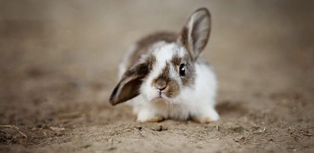 bunny.net cdn performance review speed test wordpress 2026